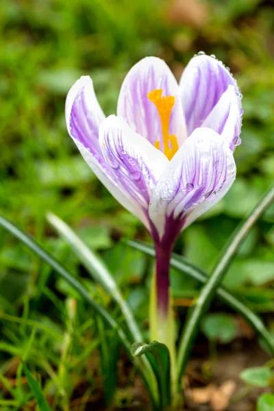 Šafrán, kvetoucí v louce. malá hloubka ostrosti (dof) — Stock fotografie