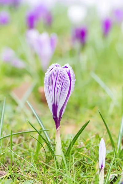 Crocus blooming in the meadow.  Small Depth of Field (DOF) — Stock Photo, Image