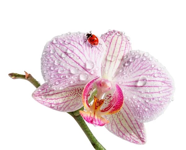 Божья коровка на орхидее. Изолированный на белом фоне — стоковое фото