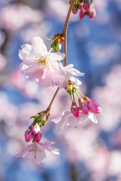 Вишня расцветает на фоне голубого неба — стоковое фото