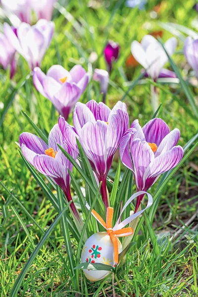 Easter eggs with crocus flowers. — Stock Photo, Image