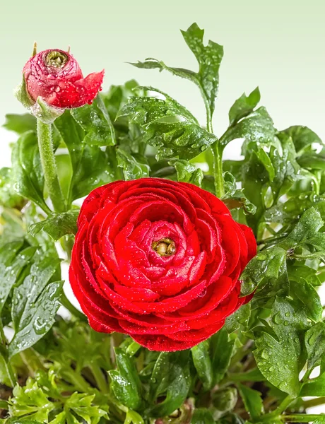 Primo piano di Red Ranunculus — Foto Stock