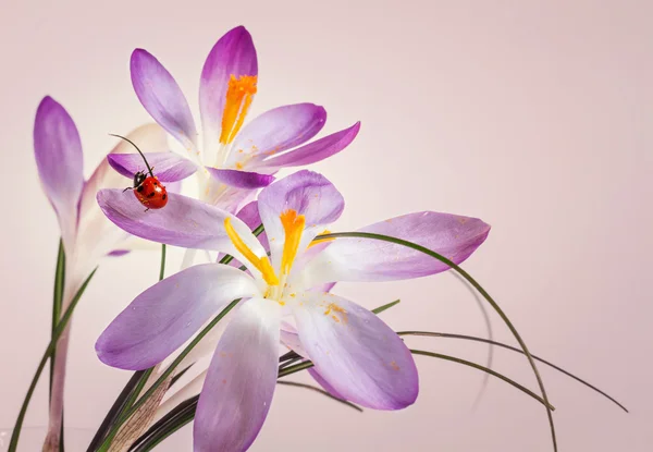 Lieveheersbeestje op bloem crocus — Stockfoto