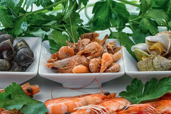 Conchas de mar con hierbas . — Foto de Stock