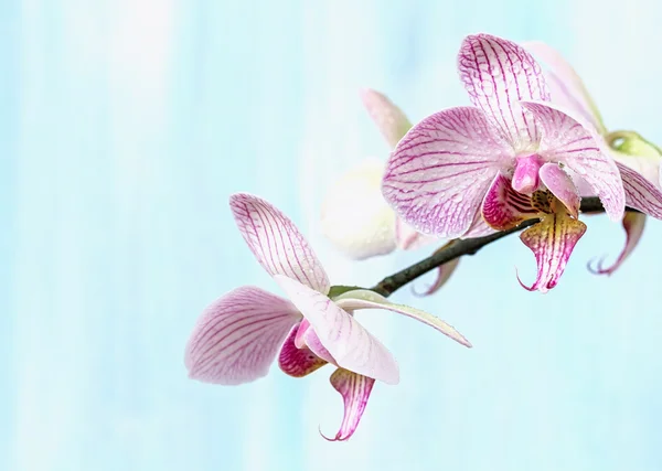 Orquídea rosa sobre fondo azul — Foto de Stock