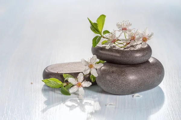 Spa stones and a branch of a flowering tree — Stock Photo, Image