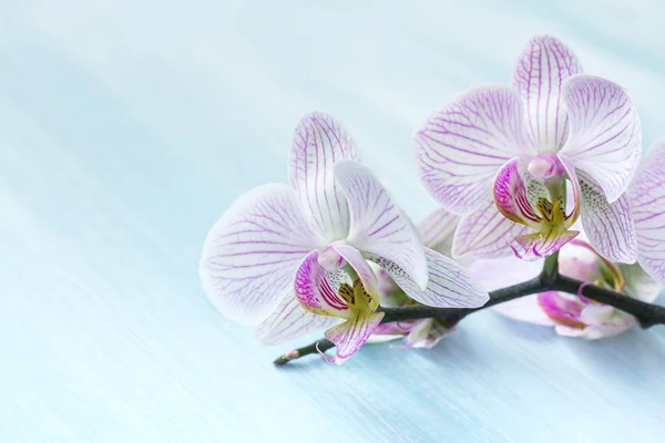 Roze orchidee op een blauwe achtergrond — Stockfoto