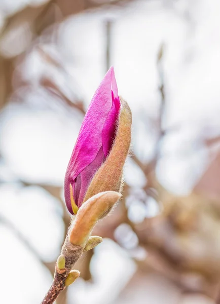 Manolya çiçeği portre — Stok fotoğraf