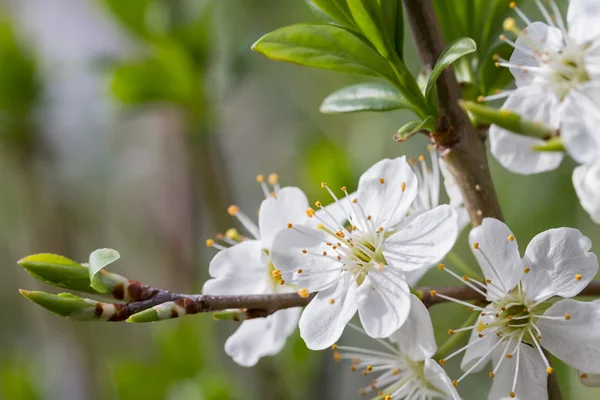 Gren av körsbär blommar — Stockfoto