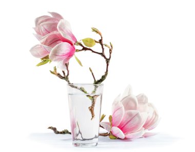 blooming magnolia clipart