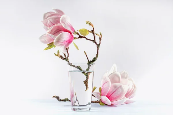 Natura morta con magnolia in fiore — Foto Stock