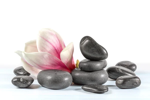 Zen-Steine mit Blütenmagnolie. — Stockfoto