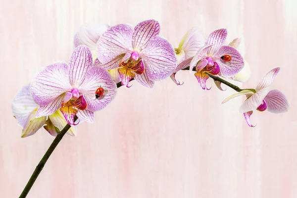 Roze orchid met lieveheersbeestjes op een roze achtergrond. — Stockfoto