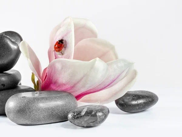 Zen stones with flower magnolia. — Stock Photo, Image