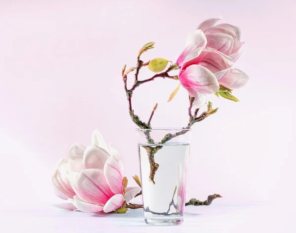 Zátiší s kvetoucí magnólie — Stock fotografie