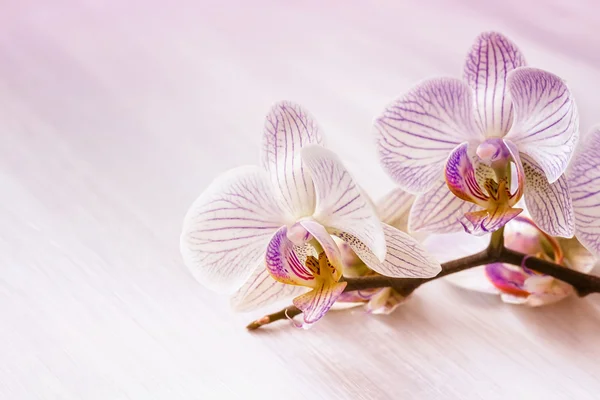 Roze orchid op een roze achtergrond. — Stockfoto