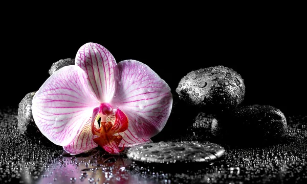 Flor de orquídea com pedras zen no fundo preto — Fotografia de Stock