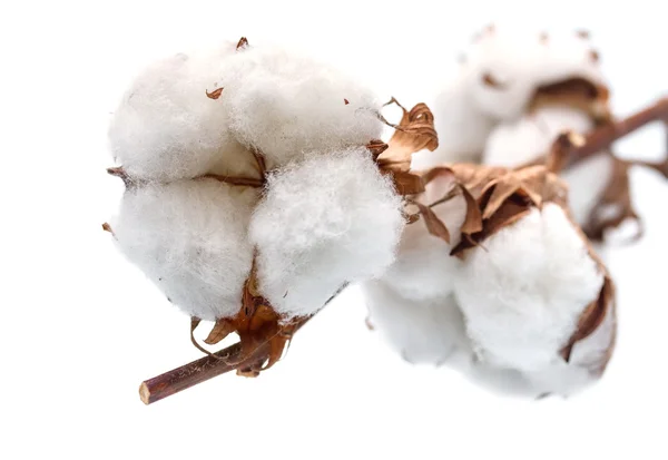 Cotton buds branch. Small Depth of Field (DOF) — Stock Photo, Image