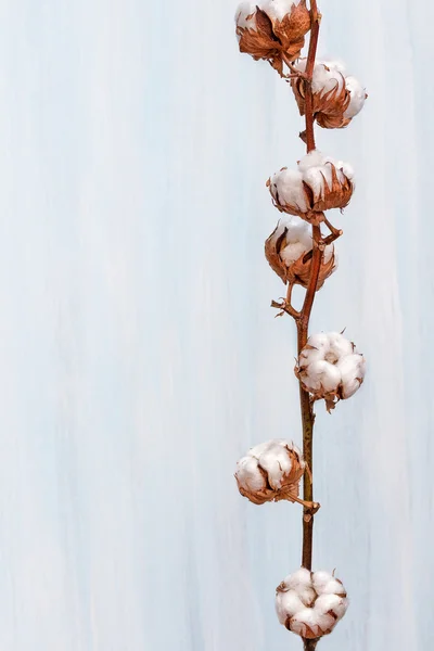 Zweig der Wattestäbchen. — Stockfoto