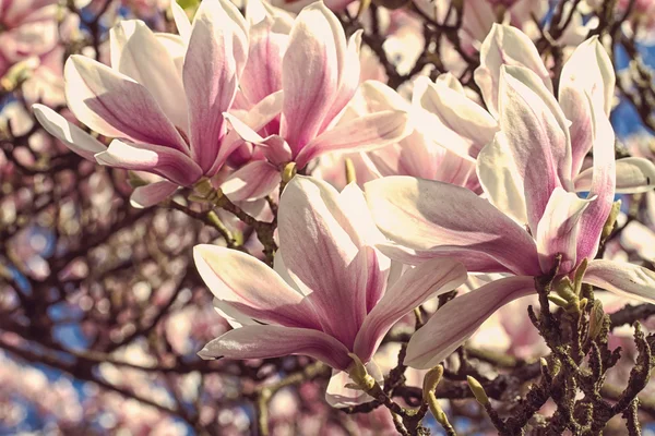 Fiori di magnolia da vicino con effetto filtro retrò — Foto Stock