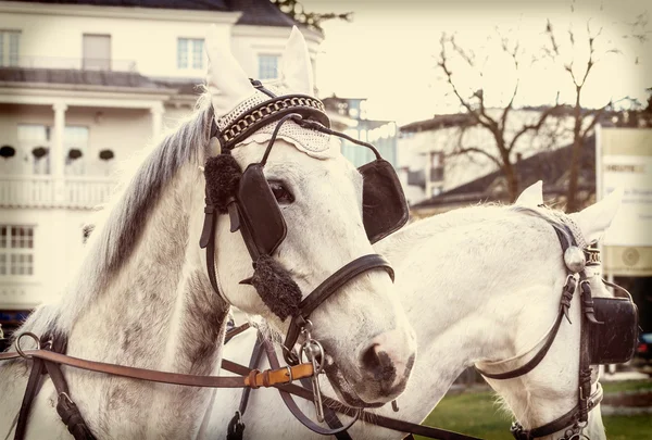 Cavalos em arreios em uma rua da cidade com efeito de filtro retro — Fotografia de Stock