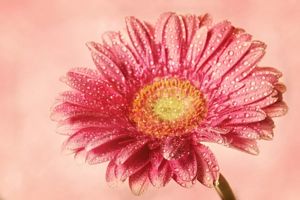 Roze gerbera met retro filtereffect — Stockfoto