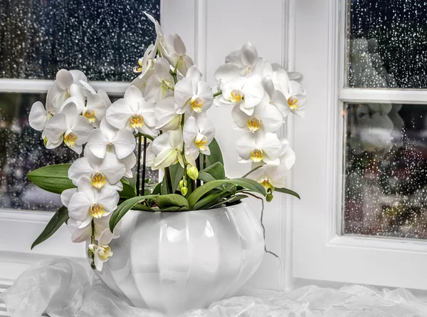 Achtergrond met witte orchidee — Stockfoto