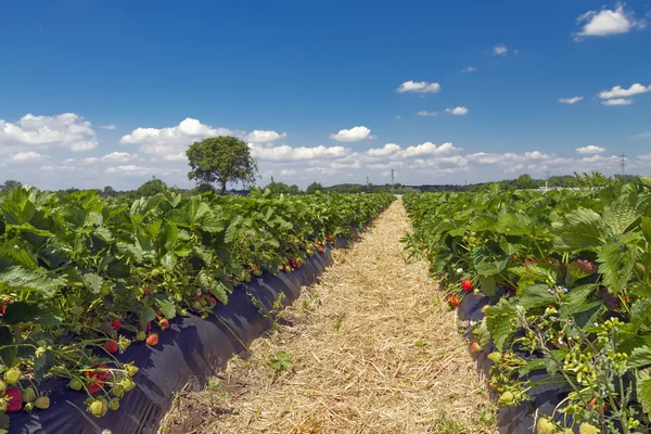 Strawberry field — Stock Photo, Image