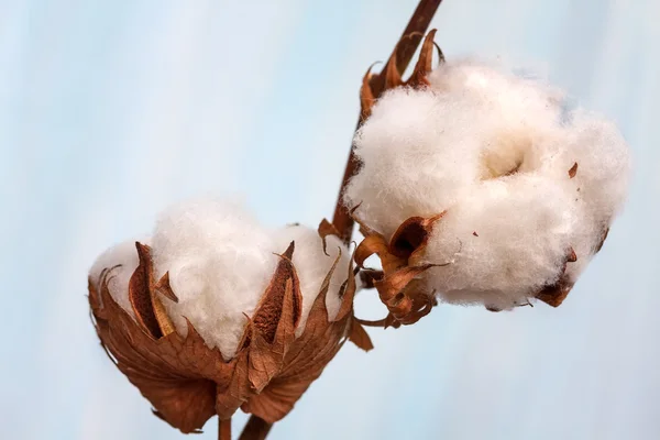 Rama de cogollos de algodón. Pequeña profundidad de campo (DOF ) —  Fotos de Stock