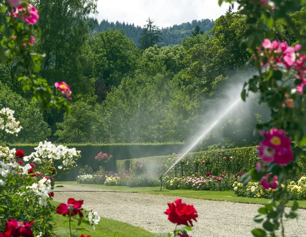 Regar o jardim de rosas . — Fotografia de Stock