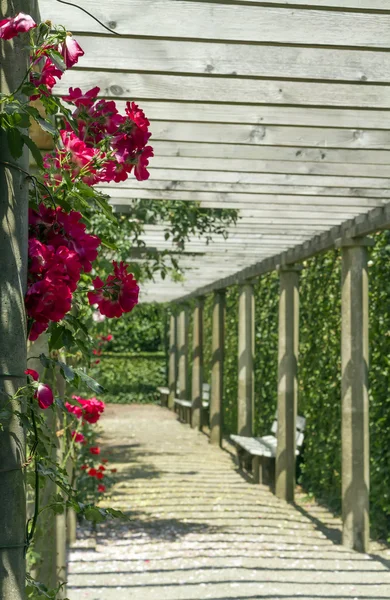 Galleria in un giardino di rose . — Foto Stock