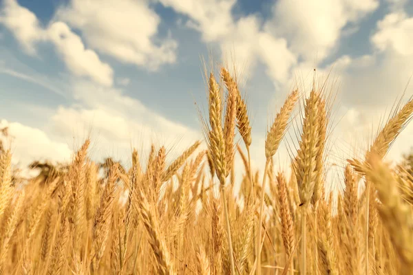 Campo de trigo em um dia ensolarado — Fotografia de Stock