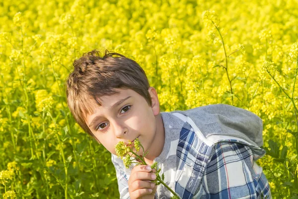 Ritratto di un ragazzo su un campo di colza — Foto Stock