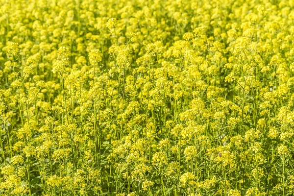 Achtergrond van bloeiende koolzaad veld — Stockfoto