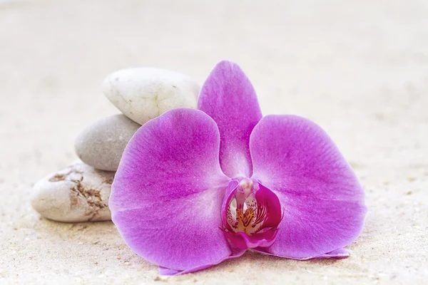 Orquídea con piedras zen en la arena — Foto de Stock