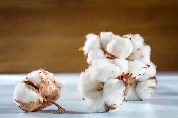 Cabang kapas. Kedalaman Kecil Bidang (DOF ) — Stok Foto