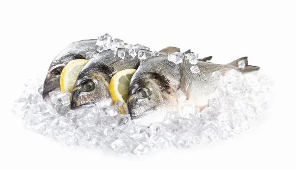 Fresh dorado in ice — Stock Photo, Image