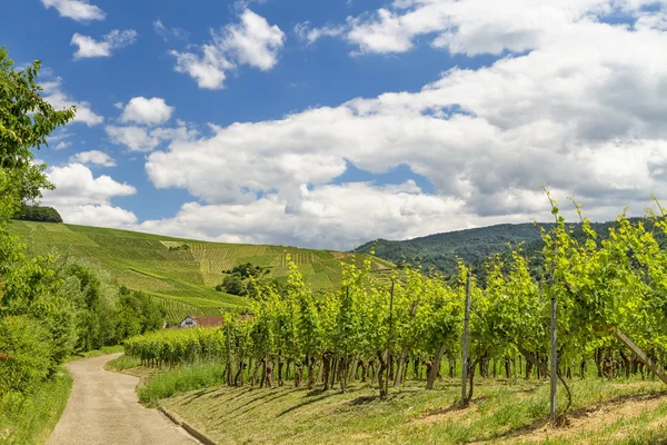 Виноградники в Баден-Бадені — стокове фото