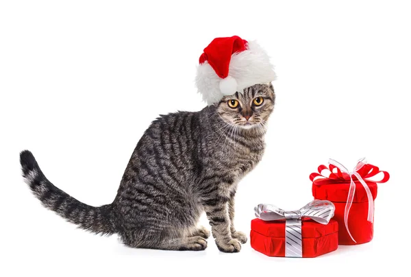 Gato en Santa Claus sombrero rojo de Navidad con regalos. Aislar en ba blanca — Foto de Stock