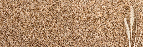 Пшеничный фон с ушами — стоковое фото