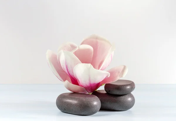 Pierres Zen avec magnolia fleur . — Photo