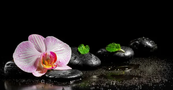 Flor de orquídea com folhas de hortelã e pedras zen no fundo preto — Fotografia de Stock