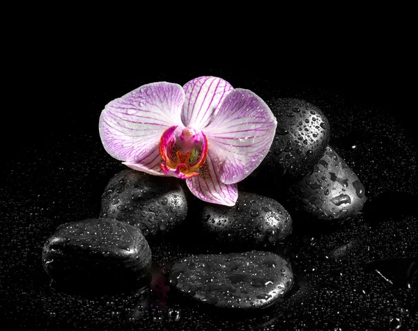 Ορχιδέα λουλούδι με zen πέτρες σε μαύρο φόντο — Φωτογραφία Αρχείου