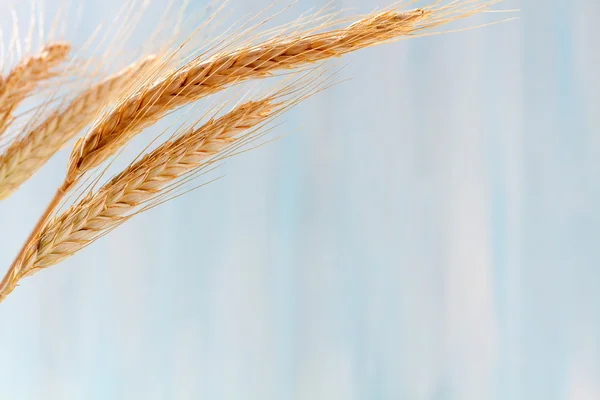 Tahta arka planda buğday kulakları. — Stok fotoğraf