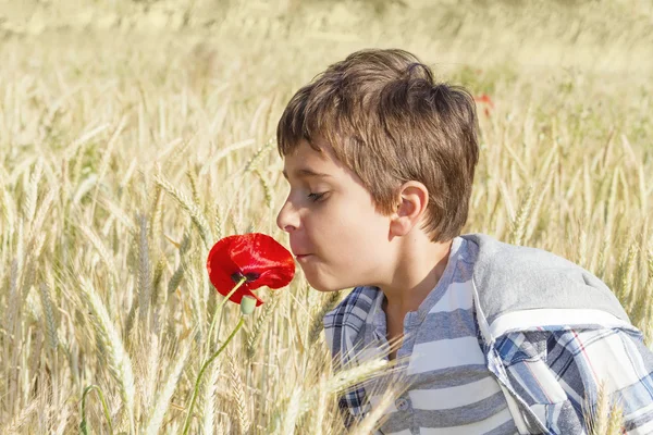 Boy in wheat field — Stock Photo, Image