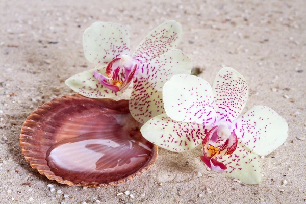 Orchid  in the sand — Stock Photo, Image