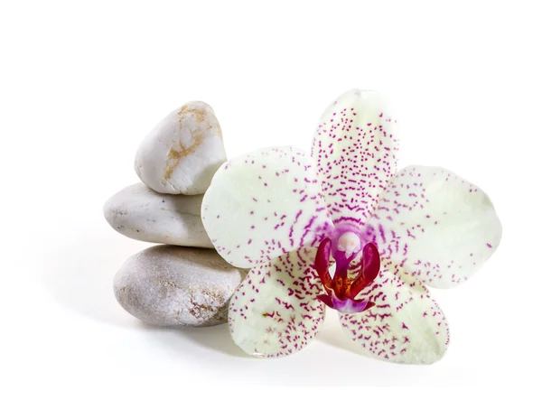 Beyaz zemin üzerinde orkide ve zen taşlar — Stok fotoğraf
