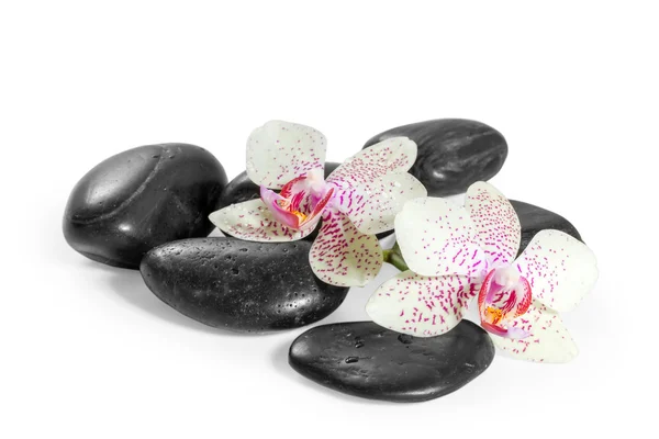 Orchidee und Zen-Steine auf weißem Hintergrund — Stockfoto