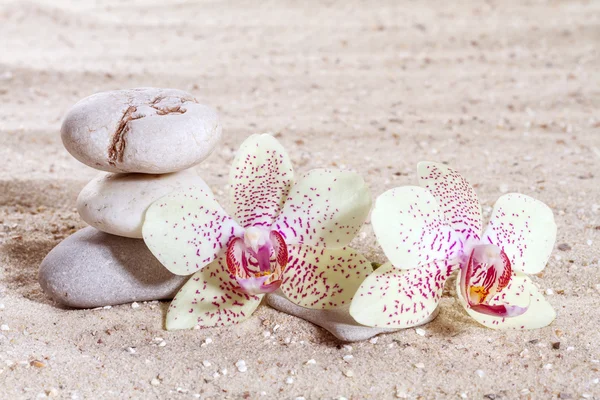 Orchid with zen stones in the sand — Stock Photo, Image