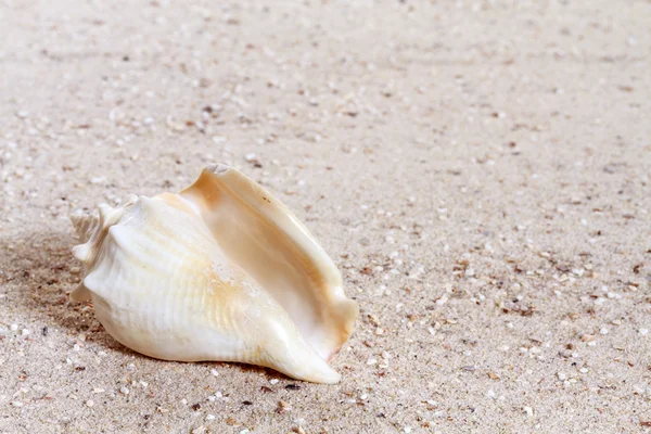 Schelpen op zandstrand — Stockfoto